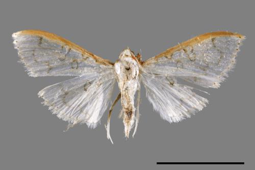 <已分類>Family：Crambidae[草螟科][00064561]