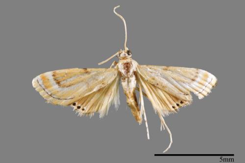 <已分類>Family：Crambidae[草螟科][00060385]