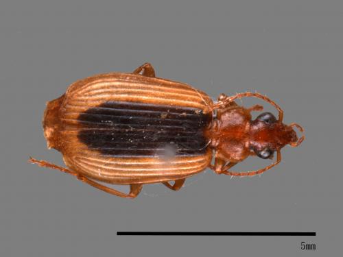 <已分類>Family：Carabidae[步行蟲科][00092572]