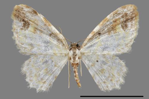 Acolutha pictaria imbecilla[前褐帶黃波尺蛾][00042775]