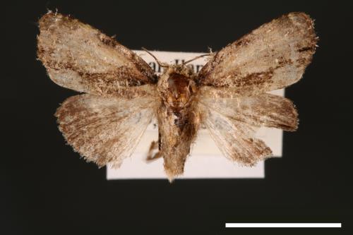 Chytonix costimacula[00002626]