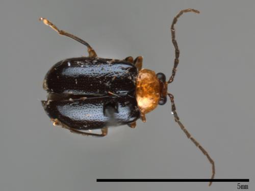 <已分類>Family：Chrysomelidae[金花蟲科][00083977]