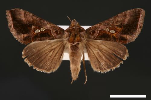 Chrysodeixis eriosoma[南方錁夜蛾][00003464]