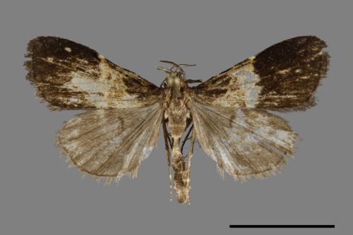 <已分類>Family：Noctuidae[夜蛾科][00091350]