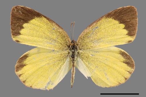 Eurema laeta punctissima[端黑黃蝶][00058777]