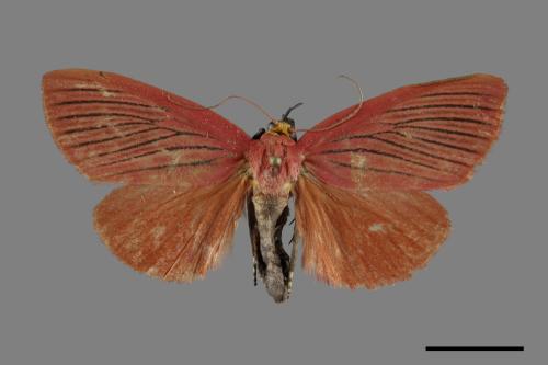 Arctioblepsis rubida[00092074]