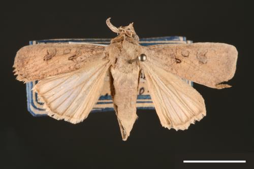 Agrotis segetum[蕪菁夜蛾][00000688]