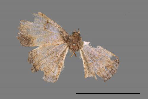 Hydatocapnia gemina[褐框尺蛾][00052668]