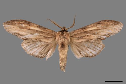 Rachia lineata[線峭舟蛾][00052674]