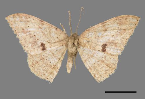 Luxiaria mitorrhaphes[雙斑鈎尺蛾][00042497]