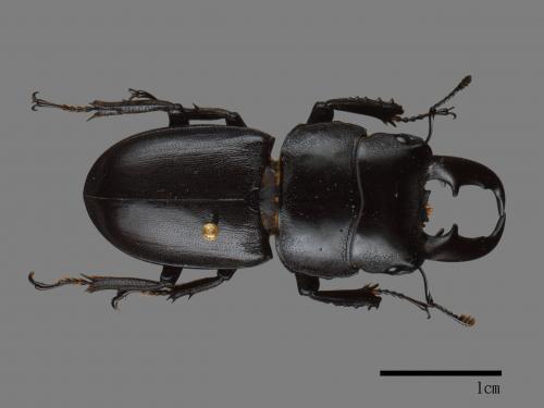 <已分類>Family：Lucanidae[鍬形蟲科][00081932]