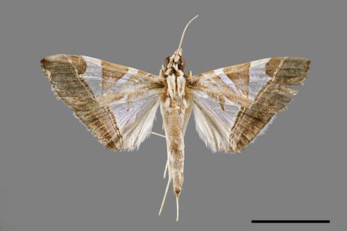 Glyphodes itysalis[00031713]