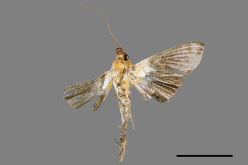 Tyspanodes hypsalis[00089924]