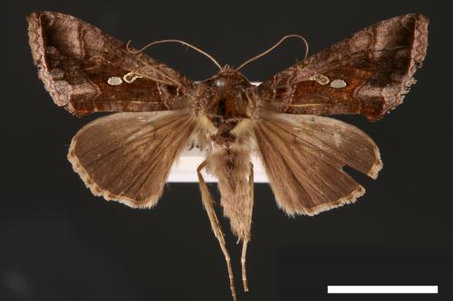 Chrysodeixis eriosoma[南方錁夜蛾][00003465]