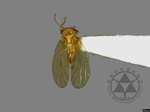 <已分類>Family：Psyllidae[木蝨科][00078164]