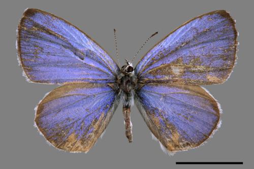 Celastrina lavendularis himilcon[埔里琉璃小灰蝶][00015290]