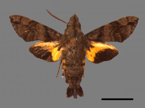 Macroglossum pyrrhosticta[黃斑長喙天蛾][00016495]