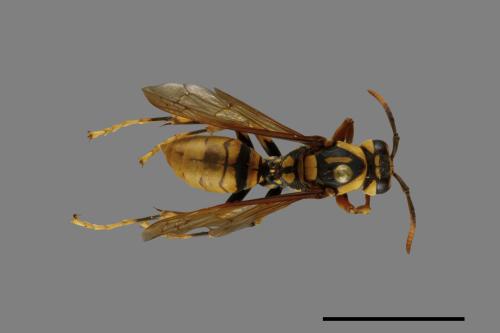 Polistes rothneyi[黃長腳蜂][00074350]