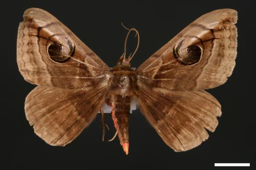 Spirama helicina[旋目夜蛾][00005421]