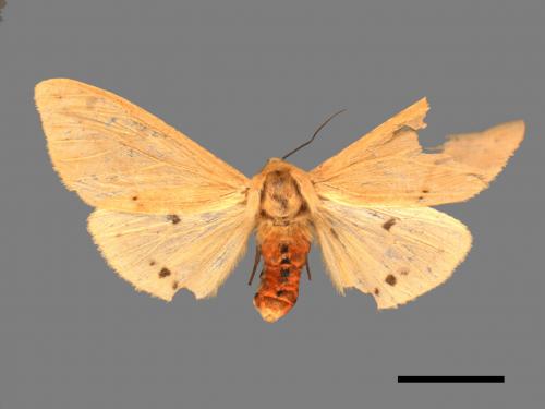 Spilarctia taiwanensis[黑鬚污燈蛾][00058612]
