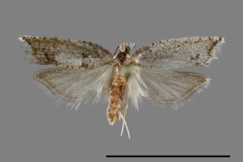 <已分類>Family：Tortricidae[捲葉蛾科][00095041]
