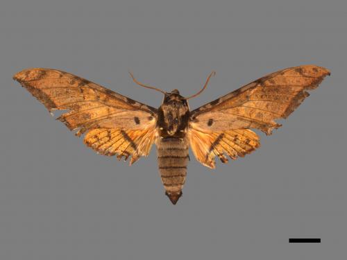 Ambulyx sericeipennis[臺灣鷹翅天蛾][00017421]