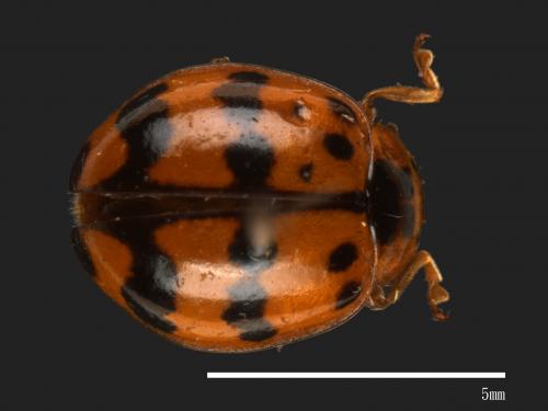 Harmonia octomaculata[八斑和瓢蟲][00084133]