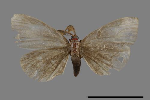 Orgyia postica[小白紋毒蛾][00044846]