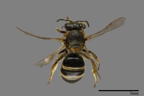 <已分類>Family：Halictidae[隧蜂科][00072331]
