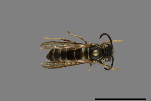 Vespula flaviceps[細黃胡蜂][00073451]