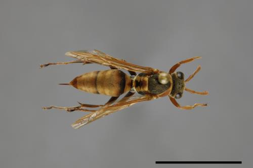 Polistes takasagonus[雙斑長腳蜂][00072818]