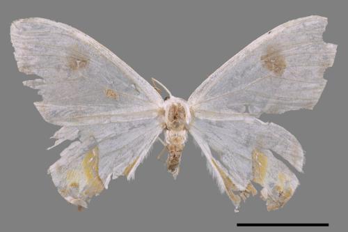 Macrocilix mysticata flavotincta[啞鈴帶鉤蛾][00039634]