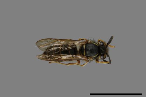 Vespula flaviceps[細黃胡蜂][00073313]