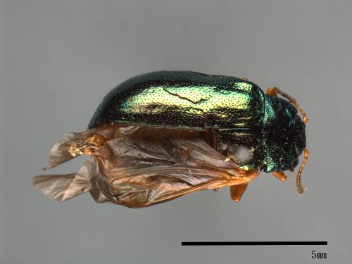 <已分類>Family：Chrysomelidae[金花蟲科][00081191]