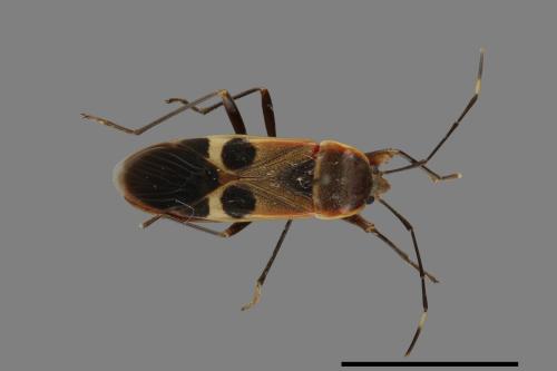 Physopelta gutta[大星椿象][00043173]