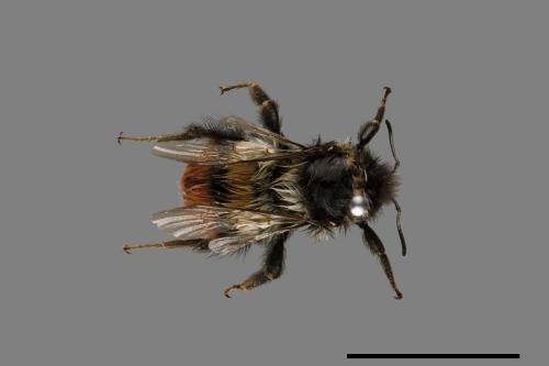 Bombus formosellus[信義熊蜂][00074728]