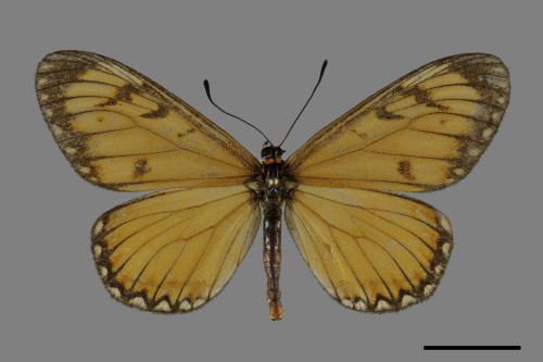 Acraea issoria formosana[細蝶][00101383]