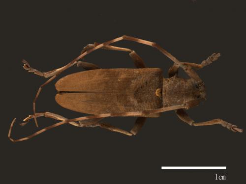 Acalolepta formosana[蓬萊絨毛天牛(高砂天鵝絨天牛)][00084297]