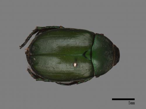 Anomala rubripes virescens[綠腳異麗金龜金龜][00088676]