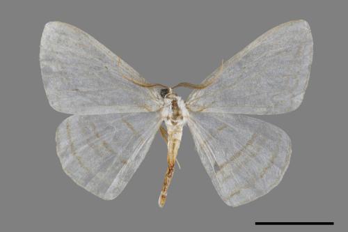 Orthocabera sericea[褐黃斜帶尺蛾][00091475]