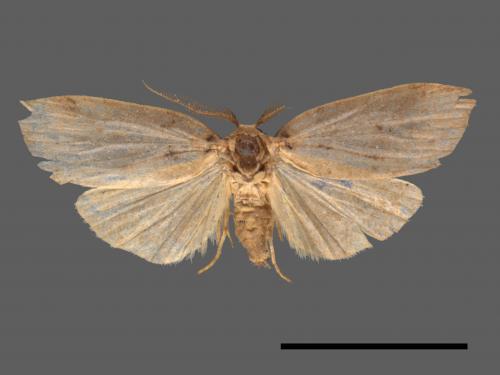 Eugoa grisea[雙點良苔蛾][00042040]