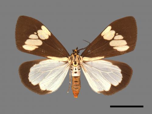 Nyctemera lacticinia[五斑蝶燈蛾][00054642]