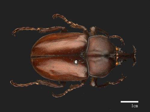 Allomyrina dichotomus[獨角仙][00086114]