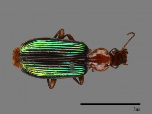 <已分類>Family：Carabidae[步行蟲科][00092704]