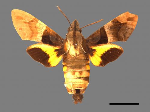 Macroglossum heliophila heliophila[九節木長喙天蛾][00016549]