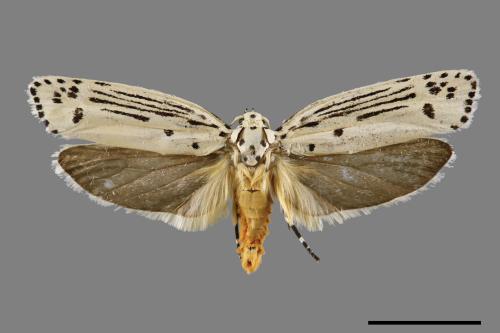 Ethmia lineatonotella[點帶織葉蛾][00061457]