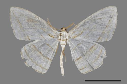 Orthocabera sericea[褐黃斜帶尺蛾][00091325]