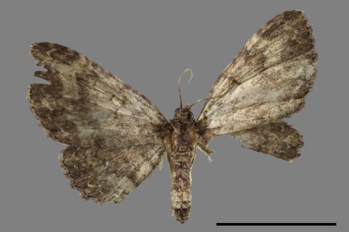 Pseudocollix hyperthra catalalia[鏽斑波尺蛾][00089545]