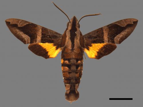 Macroglossum mitchellii imperator[背帶長喙天蛾][00024877]