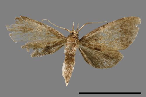 <已分類>Family：Crambidae[草螟科][00014985]